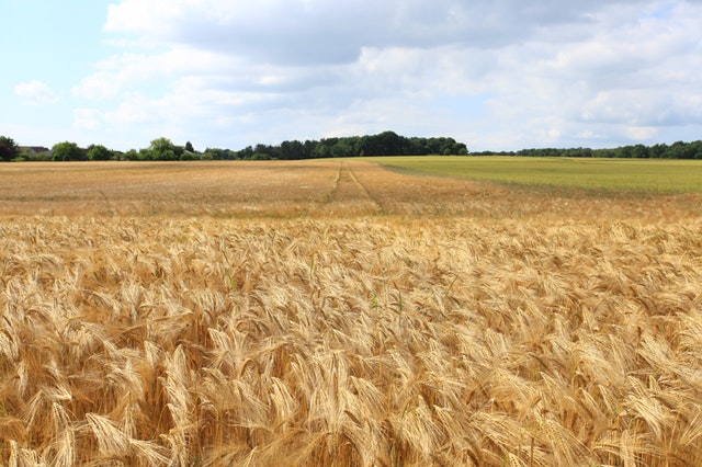 a close up of a dry grass field